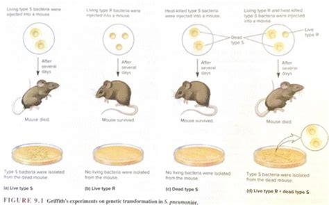 August Weismann Mice Experiment