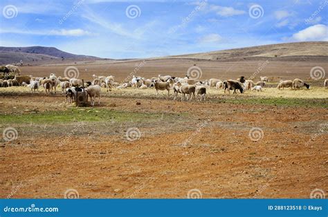 Sheep Farm in South Australia Stock Photo - Image of rural, australian: 288123518