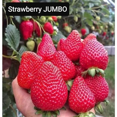 Buy One Get One Free 50 Seeds Not Plants Bibit Strawberry JUMBO 30