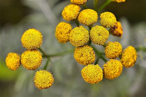 Květiny Rostliny Mimóza - Fotografie zdarma na Pixabay - Pixabay