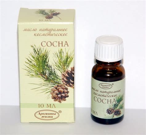Хвоя сосны в народной медицине как панацея от многих болезней