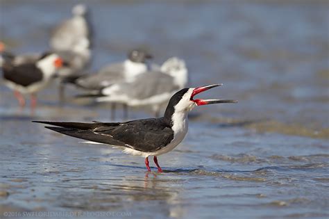 Bunche Beach Preserve: Sunrise West End | Focusing on Wildlife