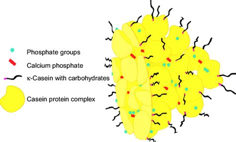 Schematic Representation Of A Casein Micelle Source Download