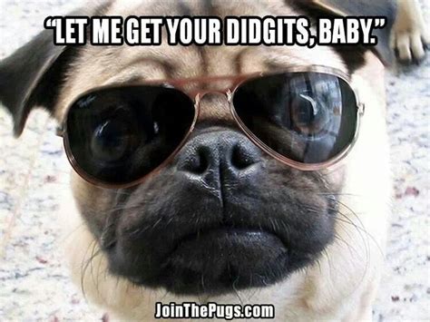 183 best images about Funny Pugs on Pinterest | Pug love, Fat pug and ...