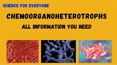 CHEMOORGANOHETEROTROPHS | Detailed Explanations | With Examples ...