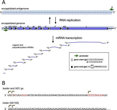 Genome Structure Of Rsv A Schematic Of The Rsv Genome And Its Rna