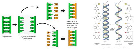 Complementary DNA & mRNA strands - Genetics