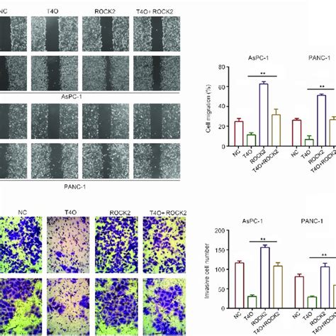 Overexpression Of ROCK2 Reversed The Inhibitory Effects Of T4O On