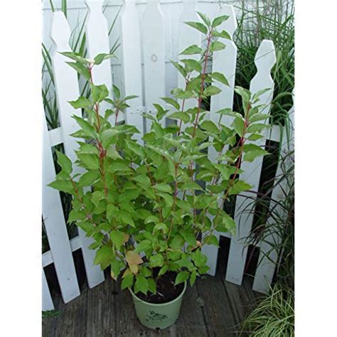 Cornus Sericea Cardinal Cardinal Red Twig Dogwood 3 Gallon Containe