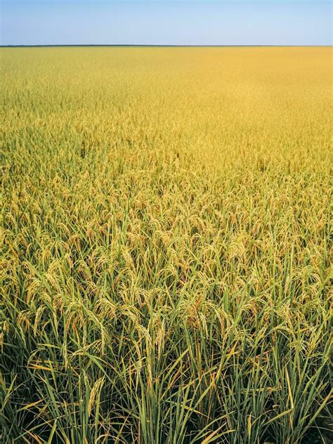 green wheat field 25447545 Stock Photo at Vecteezy