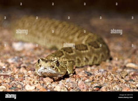 Mohave Rattlesnake Crotalus Scutulatus Scutulatus Near Wickenburg