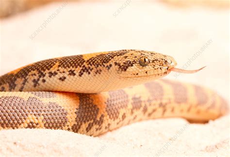 Kenyan Sand Boa Eryx Colubrinus Stock Image C0339599 Science