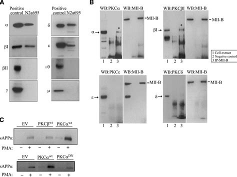 Pkc Isoforms Involved In Processing Of App A Pkc Isoforms Expressed