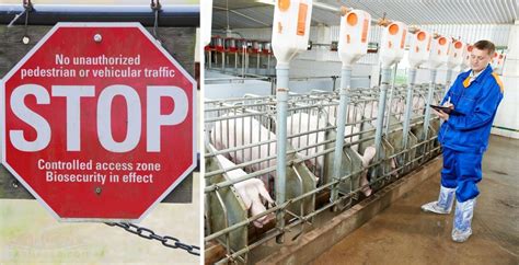 Understanding Biosecurity Measures In Pig Farming An Easy Guide For