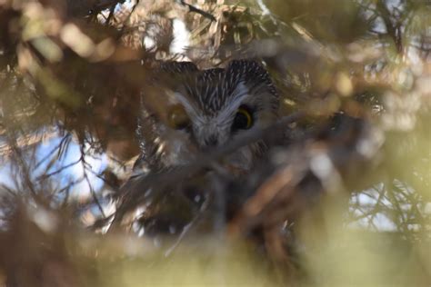 Northern Saw Whet Owl 1 Northern Saw Whet Owl 182021 Lou Flickr