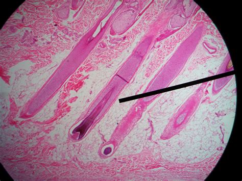 HISTOLOGY ATLAS 3D FOR MEDICAL STUDENTS.