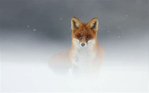 Fond d écran 1920 x 1200 px animaux brouillard Renards rouge