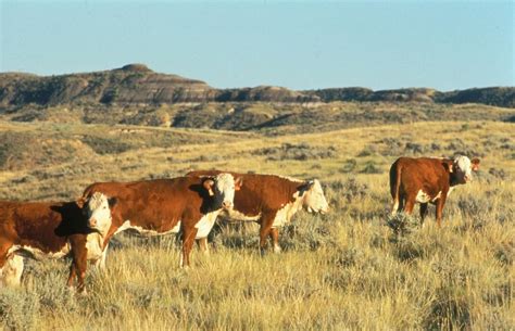 Free picture: hereford, cattle