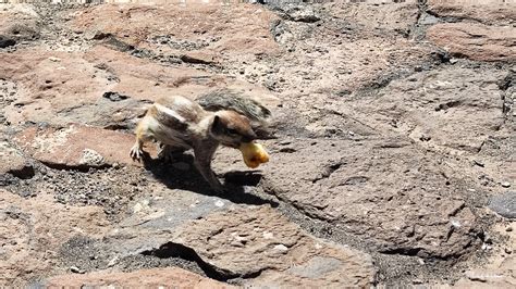 La Ardilla Majorera Una intrusa muy simpática Los Molinos Fuerteventura