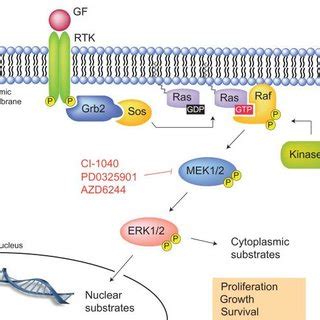 Schematic representation of the Ras Map kinase pathway Frémin