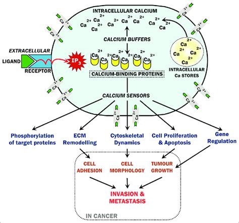 Role Of Calcium Binding Proteins In Normal And Neoplastic Cells