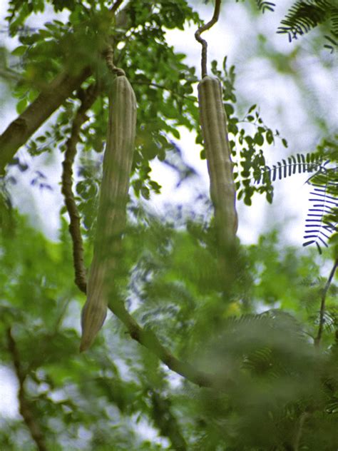 Miracle Drumstick Tree Moringa Oleifera Urban Tropicals