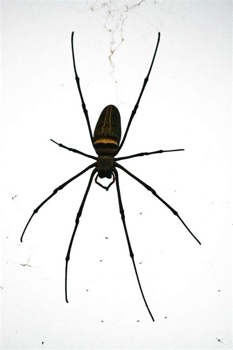 Redback Spider Stock Photos, Images and Backgrounds for Free Download