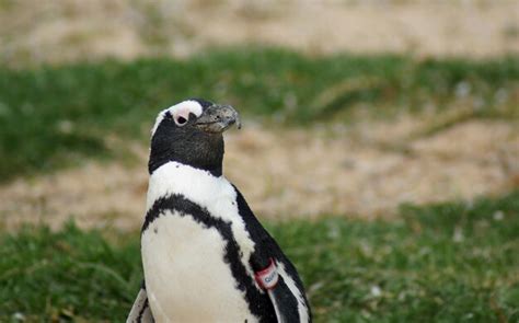 Premium Photo Endangered African Penguin In South Africa At A Sea