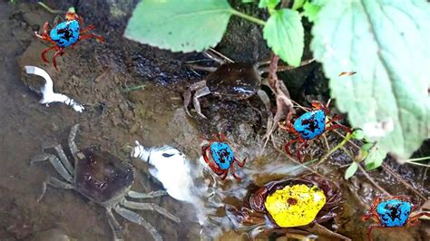 Berburu Kepiting Sawah Kepiting Besar Dan Kepiting Kecil Di Sawah