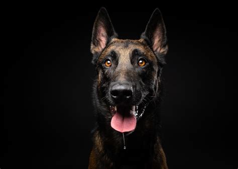 Retrato De Un Perro Pastor Belga Sobre Un Fondo Negro Aislado Foto