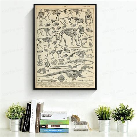 Anatomy Art Print Skeleton Skull Vintage Anatomy Illustrations Frehcn Dictionary Print Science ...