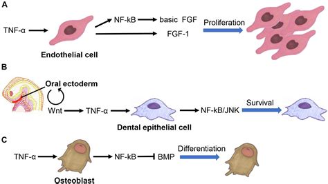 Frontiers Tumor Necrosis Factor Alpha Signaling And Organogenesis