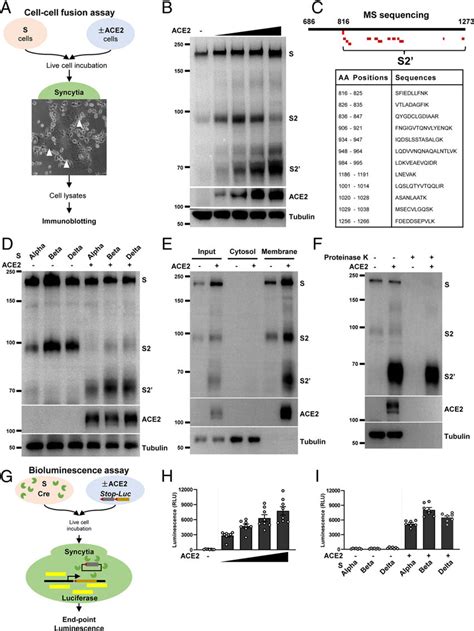 Spike Driven Syncytia Formation Is Coupled To S2 0 Cleavage In The Download Scientific Diagram