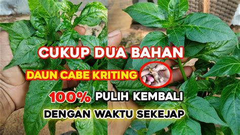 Cara Mengobati Daun Cabe Kriting Dengan Sekejap Hasil 100 Terbukti