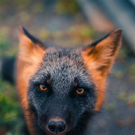 Guy Earns The Trust Of A Black And Orange Fox, Shares 20 Stunning Pics | Pet fox, Animals ...