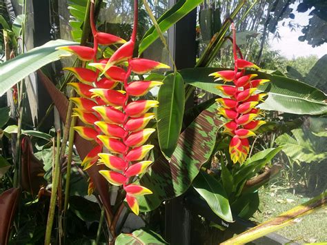 Rainbow Eucalyptus Alocasia Heliconia Ginger Rare Philodendrons