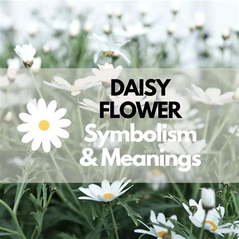 Daisy Flower Symbolism Meanings And History Symbol Genie