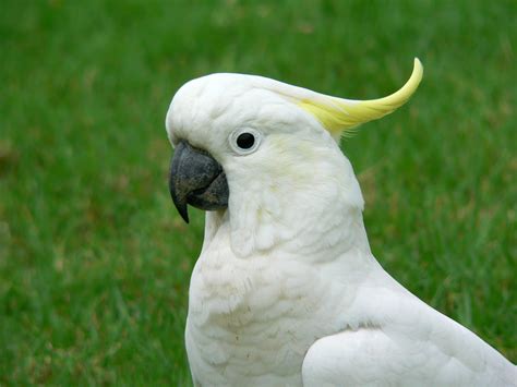 En Popüler Kakadu Türleri ve Özellikleri - Zoo Blog