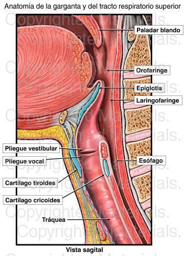 Anatom A De La Garganta Y Del Tracto Respiratorio Superior Respiratory