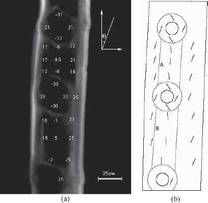 Variation Of MFA In The Radial Wall Of An Earlywood Fiber A Measured