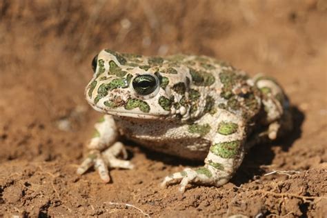 Taxonomy Bufonidae True Toads Observation Org