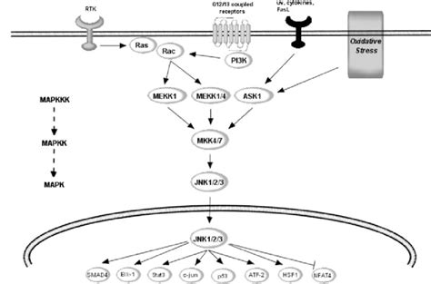 Potential Points Of Action Of Flavonoids Within Jnk Pathway Jnk Is