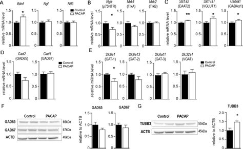 Expression Levels Of Neurotrophins Neurotrophin Receptors And