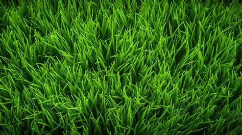 Vibrant Green Grass Texture A Captivating Background With A Lush Lawn Pattern Green Grass