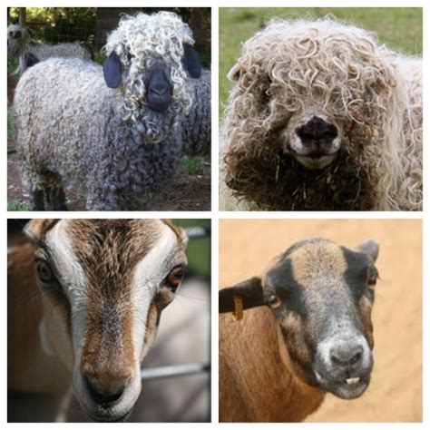 Sheep vs goat: a test | Alternative | Before It's News