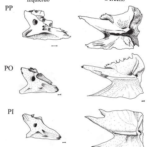 Arco Hioideo Derecho De Paralichthys Orbignyanus A Y Ceratohiales De