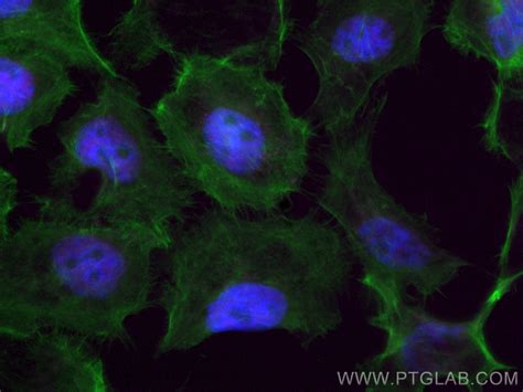 HDAC1 Antibody CL647 66085 Proteintech