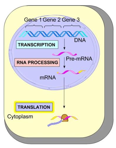 Biotechnology 1 DNA And RNA Analysis Flashcards Quizlet