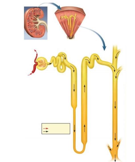 Nephron Diagram Quizlet