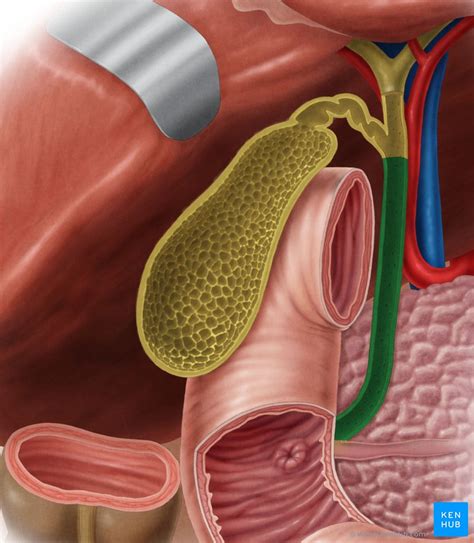 Anatomia Do Sistema Digest Rio Verloop Io